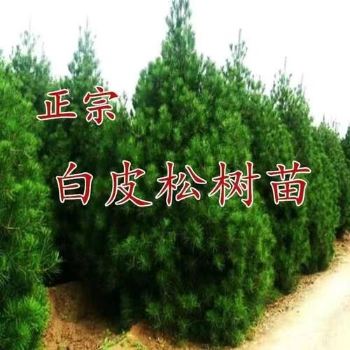 白皮松树苗绿化大树四季常青