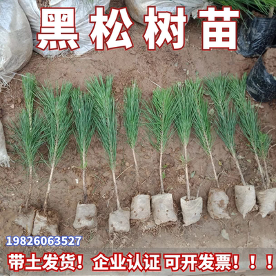 黑松树苗四季常青南北可种