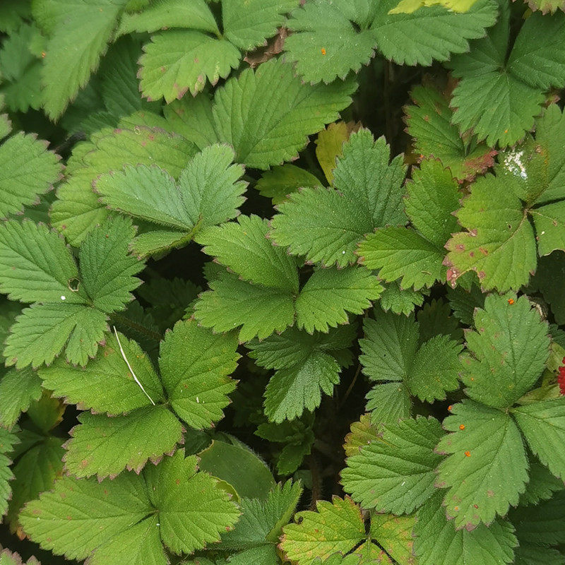 蛇莓草 蛇泡草 蛇果草 野草莓 地莓草 蛇莓中草药500克 正品新货