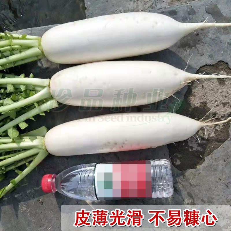 白萝卜种子罗卜种籽菜籽种大全秋季种植耐寒杂交韩白一号蔬菜种孑