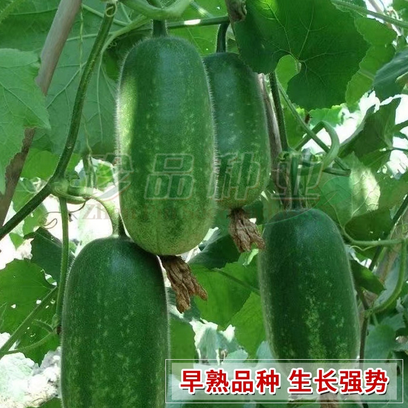 小冬瓜种子迷你小节瓜种四季耐热