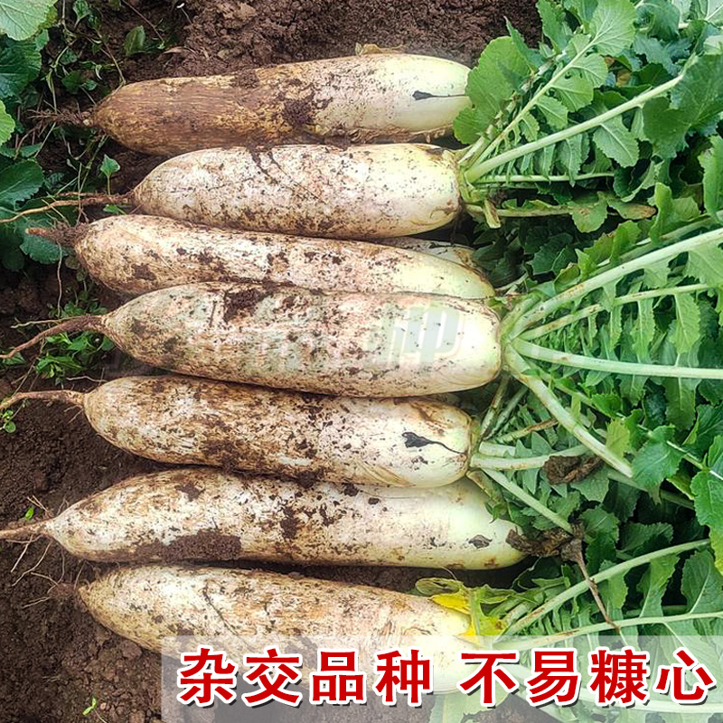 白萝卜种子大白罗卜种籽子蔬菜籽种大全秋季耐寒秋雪一号萝卜种孑