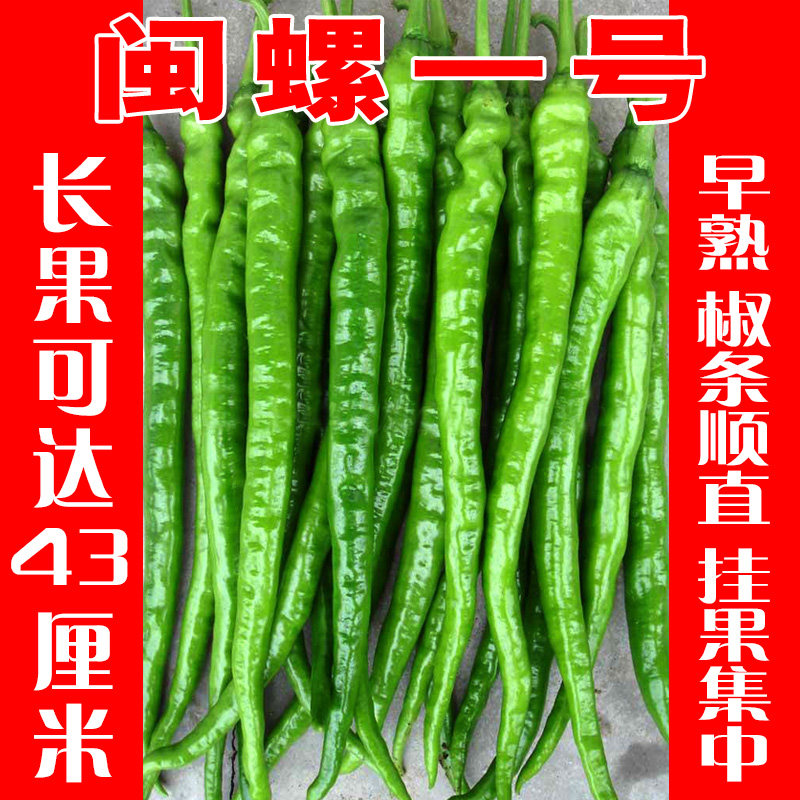线椒种子大全四季超长线螺丝辣椒种籽子螺丝辣椒种孑早熟闽螺一号