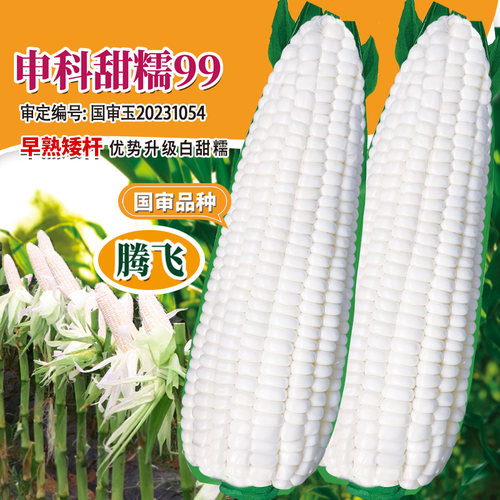 早熟矮杆易种白甜糯玉米种子大全