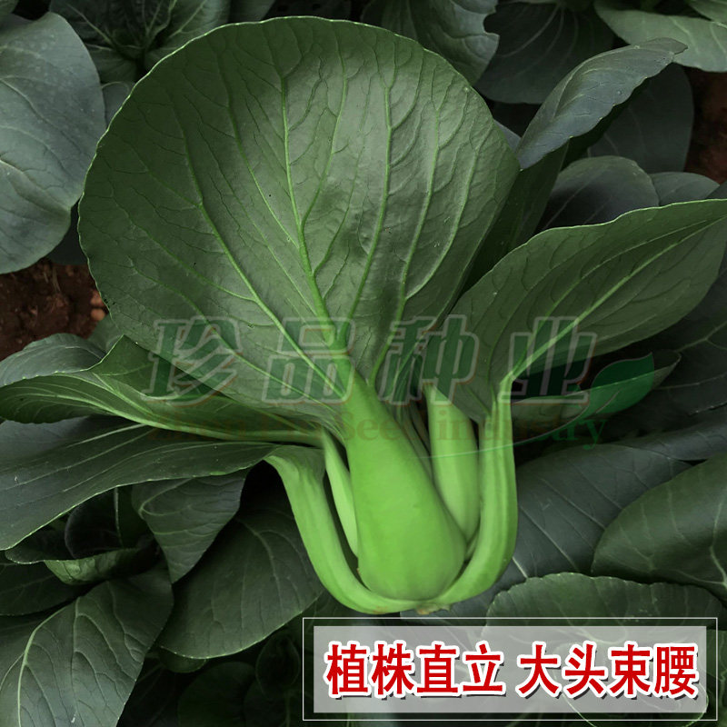 青菜种子蔬菜种籽菜籽种大全四季阳台盆栽易种墨宝一号青梗菜种孑