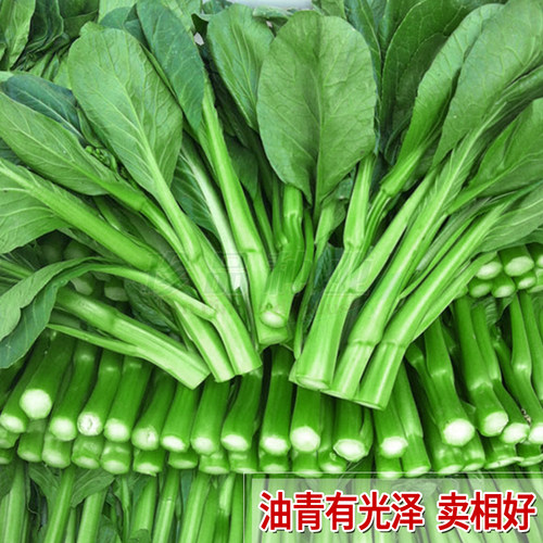 菜心种子春季四季种植蔬菜种籽子