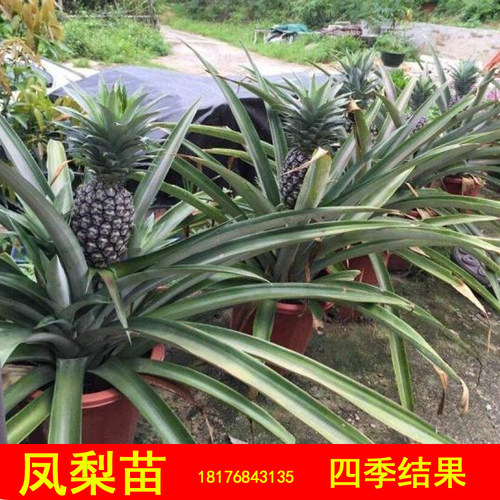 台湾凤梨苗西瓜菠萝金钻16号