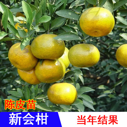 新会陈皮柑苗嫁接南北方种大果树四会柑当年结果苗橘子树苗包邮