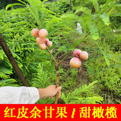 当年结果红皮余甘果牛柑籽