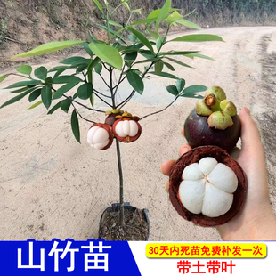进口泰国山竹树苗无籽广西岭南山竹四季常绿当年结果南方种植常绿