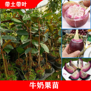 越南牛奶果嫁接苗苹果苗紫龙金星果3Q牛奶果苗盆栽地栽紫龙860