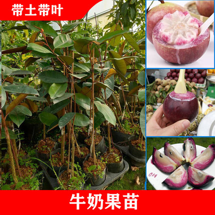 越南牛奶果嫁接苗苹果苗紫龙金星果3Q牛奶果苗盆栽地栽紫龙860