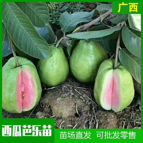四季结果无籽嫁接苗耐寒