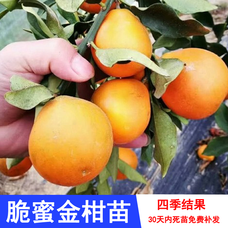 广西融安脆蜜金柑苗当年结果