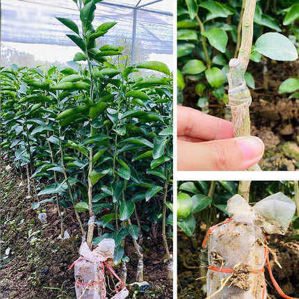 金秋砂糖橘苗嫁接苗当年结果四季常绿南北方种植耐寒桔子苗柑橘树