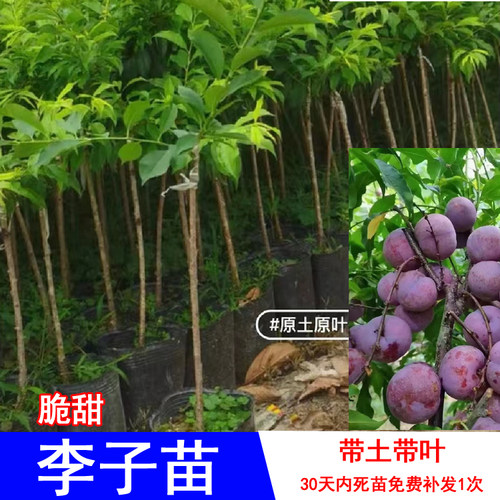 银妃三华李苗红皮红肉当年结果