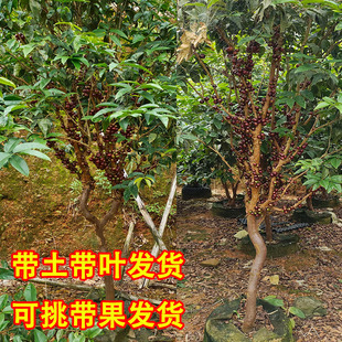 四季嘉宝果树苗红妃 沙巴嘉宝果艾斯卡当年结果带土带叶名贵果树