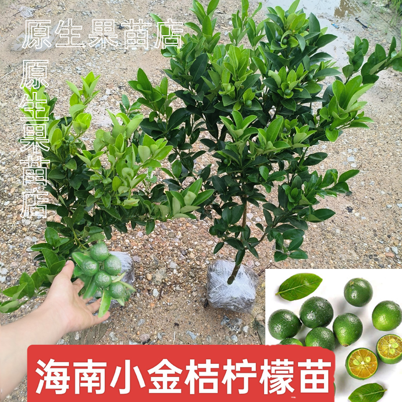 金桔柠檬苗嫁接苗四季结果带果