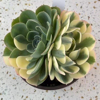 玉蝶多肉一物一拍高颜值盆栽