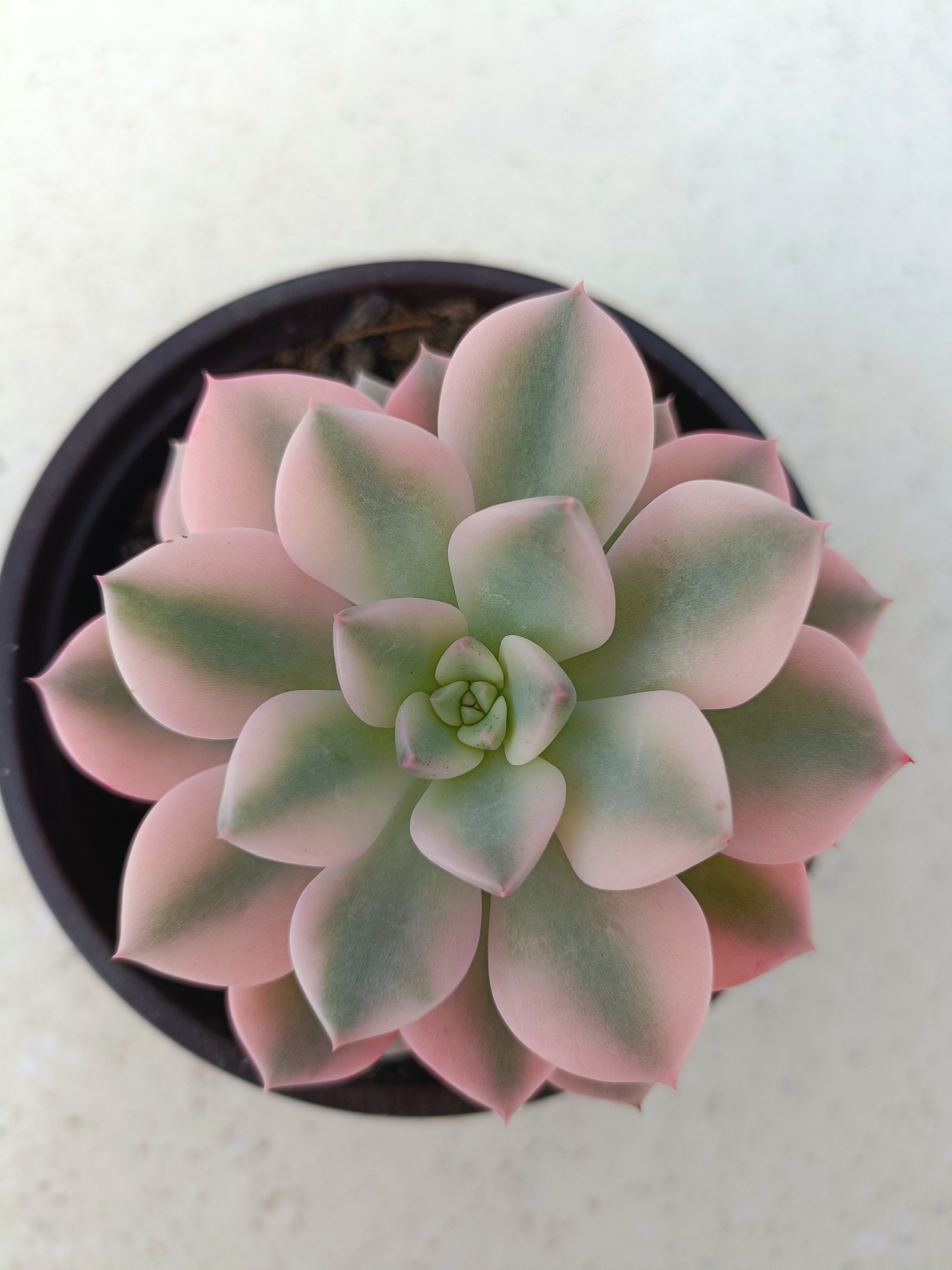 红粉佳人锦一物一拍多肉植物白覆轮锦.唯美粉色治愈系.女生最爱