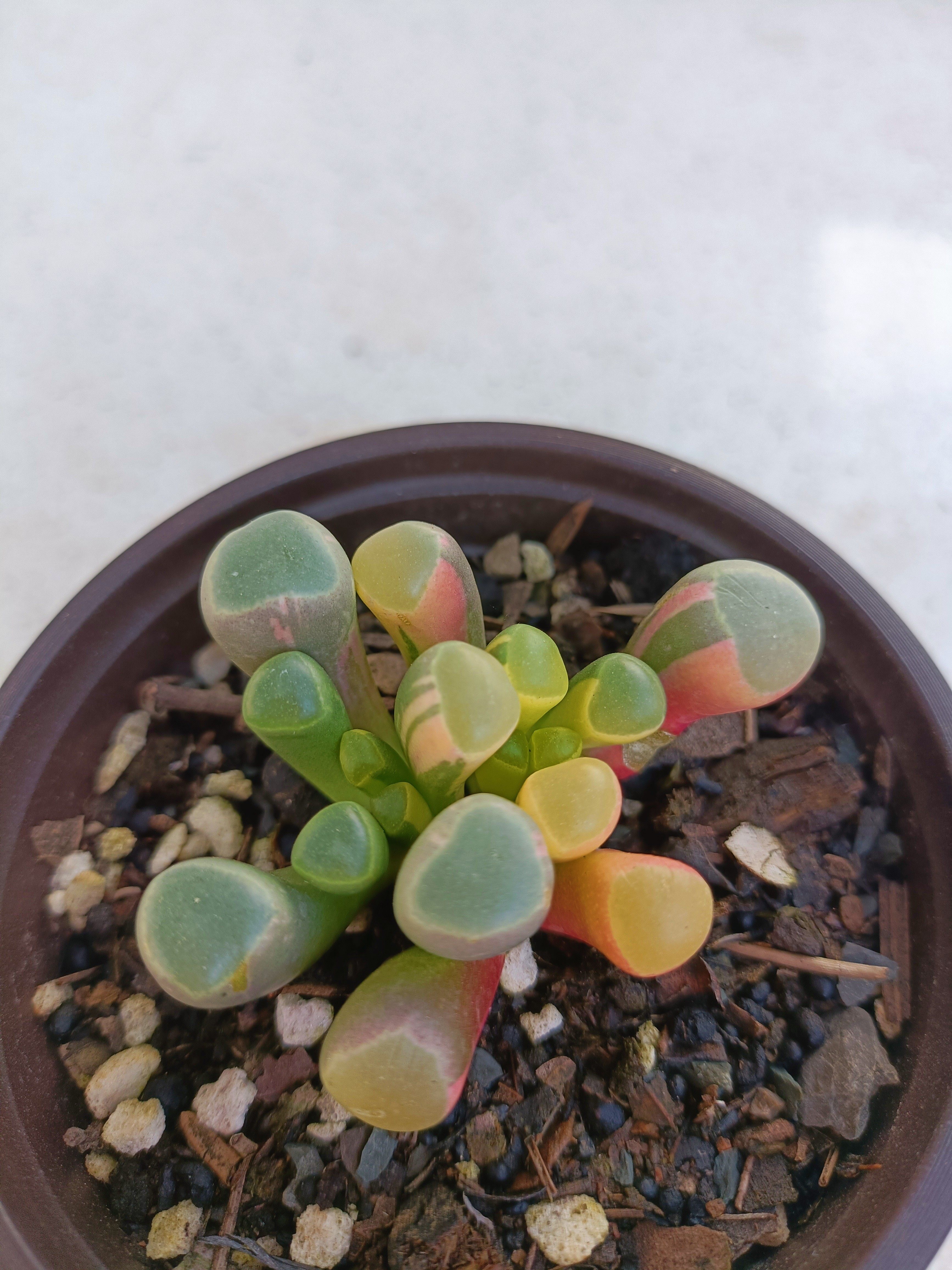 五十铃玉锦.网红多肉.唯美盆栽多肉一物一拍