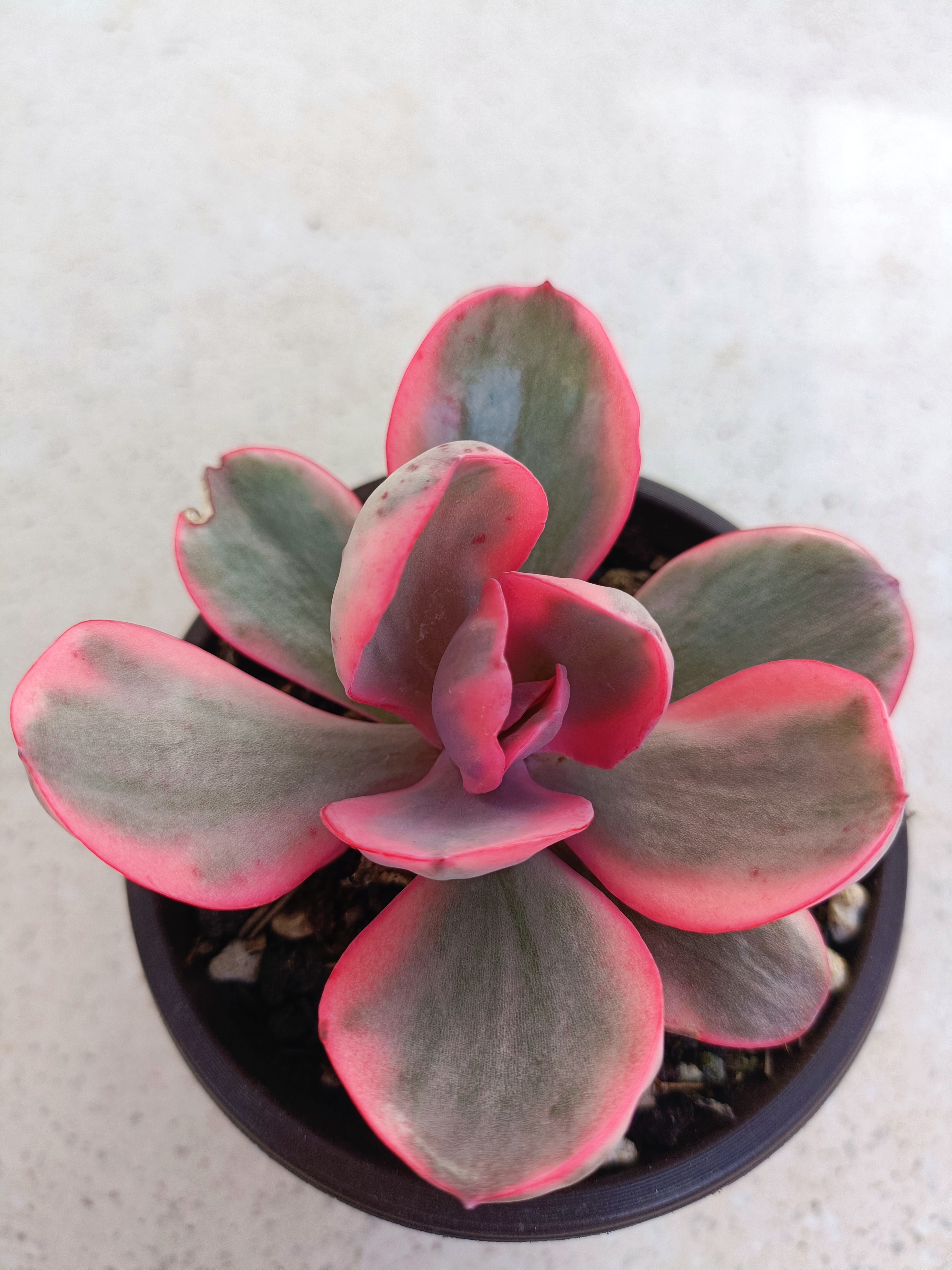 覆轮锦.唯美多肉植物.高颜值盆栽多肉.云南多肉一物一拍