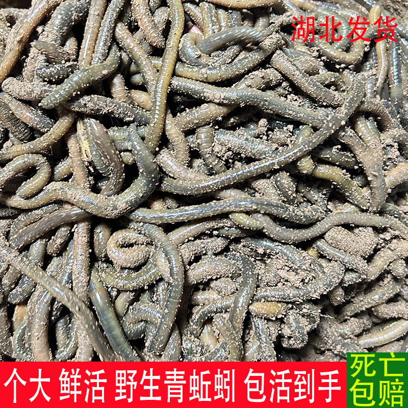 鲜活青蚯蚓钓黄鳝活体黑蚯蚓大号纯野生松土垂钓钓鱼活饵诱饵鳝鱼