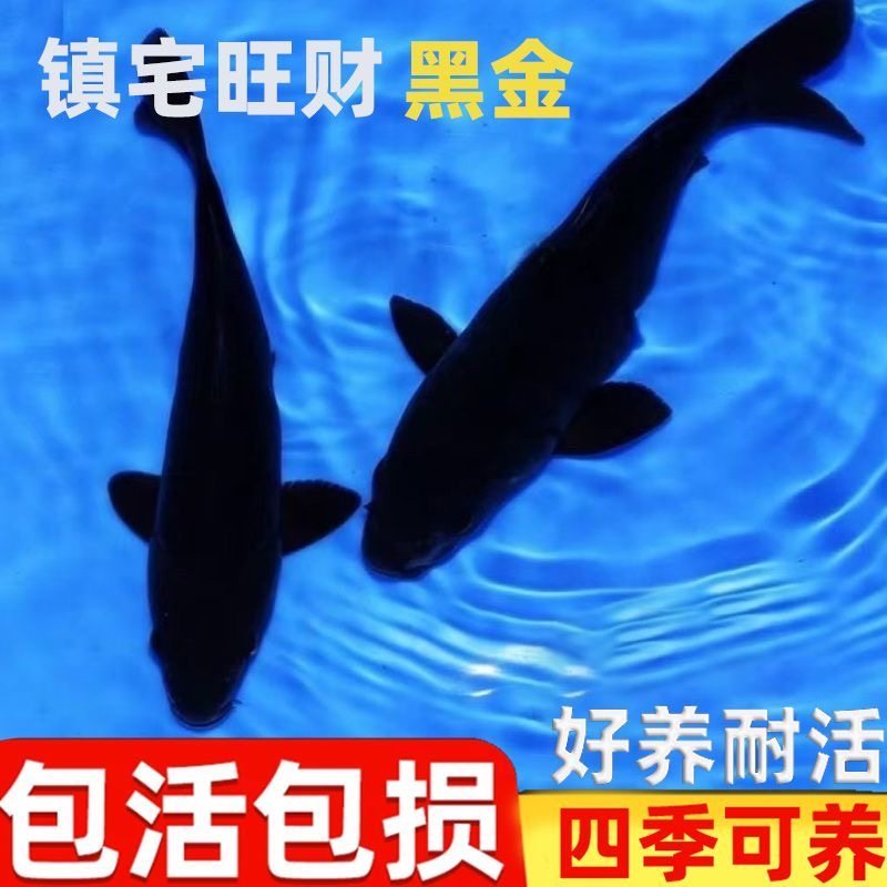 包邮黑金锦鲤鱼观赏鱼冷水黑色金鱼活鱼易活纯种龙凤乌金风水镇宅