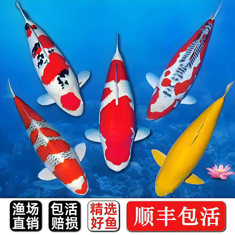 观赏鱼锦鲤鱼冷水鱼淡水金鱼大鱼活体鱼纯种红白黄金好养耐活鱼苗