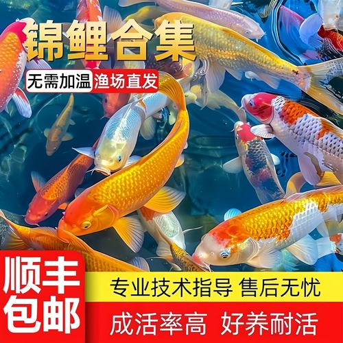 顺丰锦鲤鱼活鱼观赏鱼冷水鱼淡水好养耐活纯种红白活金鱼活体鱼苗