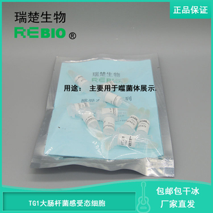 包邮包干冰含票TG1大肠杆菌感受态细胞10支20支30支50支100支