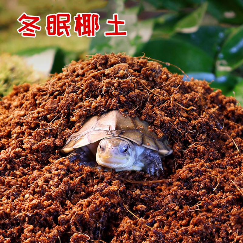 乌龟冬眠椰土过冬免泡型苔藓