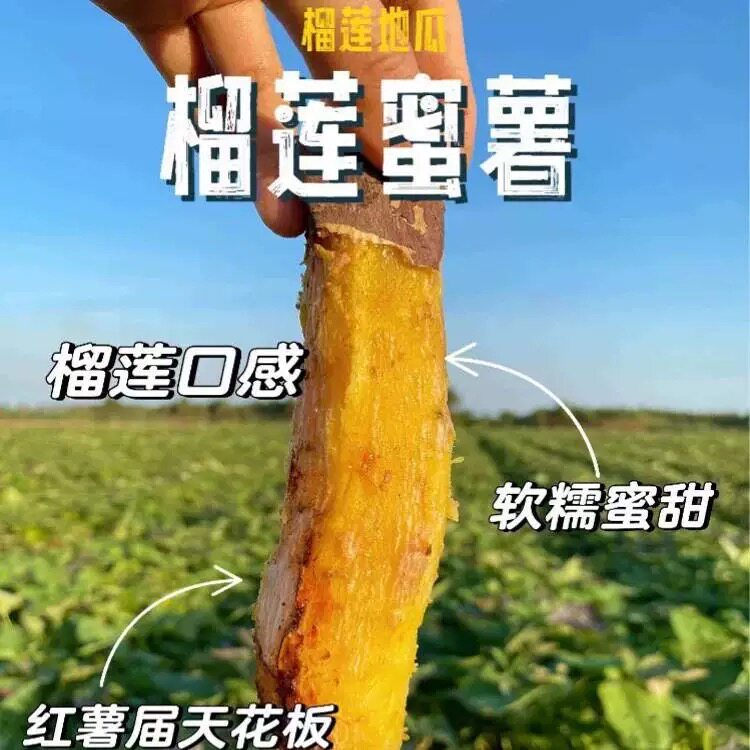 强烈推荐云南产地红土地榴莲蜜薯番薯
