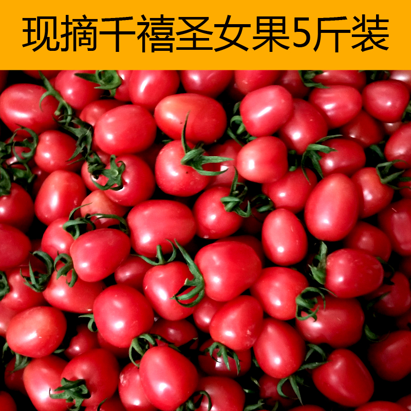 ǧìûʥŮ¹ûÐÂÏÊС·¬ÇÑË®¹ûСÊÁ×ÓÓ£ÌÒ·¬ÇÑÎ÷ºìÊÁÏÖÕªÏÖ·¢5½ï°üÓÊ