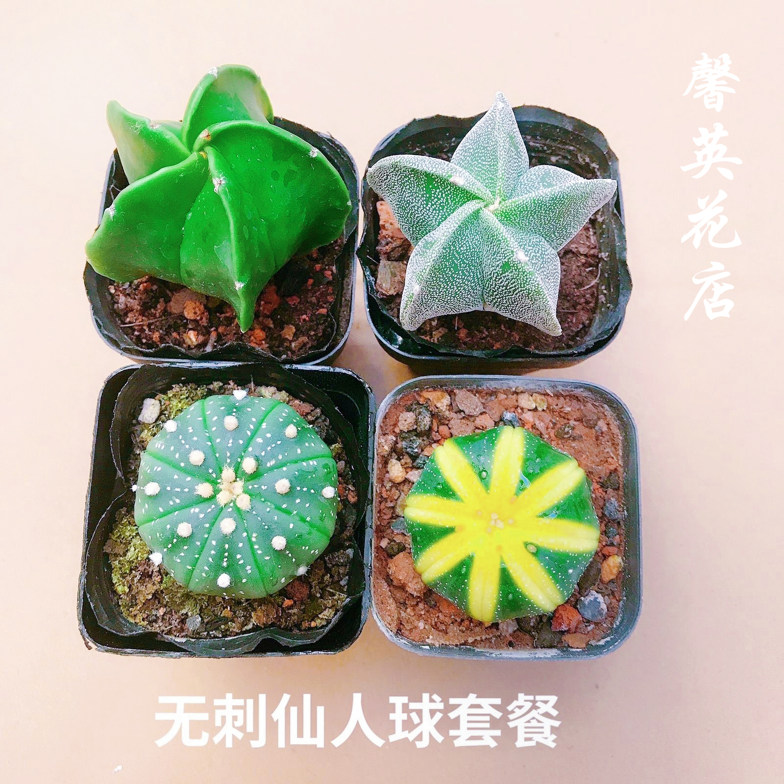 星兜仙人球实生开花盆栽品种大全