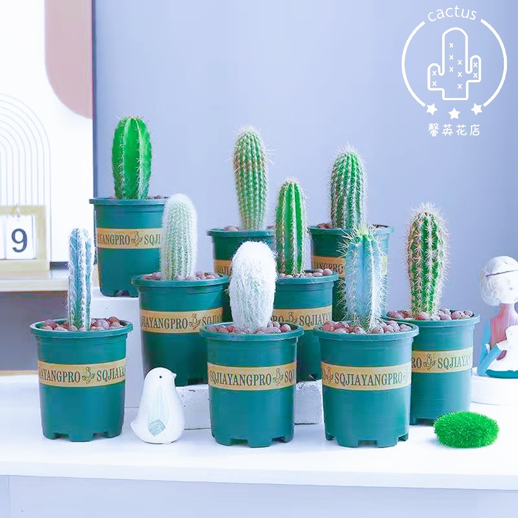 仙人柱组合蓝柱雷神阁青衣多肉植物仙人球仙人掌办公桌防辐射盆栽