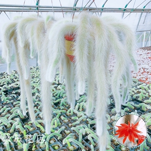 九尾狐多肉长毛垂吊多肉植物猴尾柱仙人掌仙人球室内盆栽花盆美观