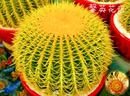金虎大号仙人球实生金琥高端红虎仙人掌室内多肉植物花盆栽开花