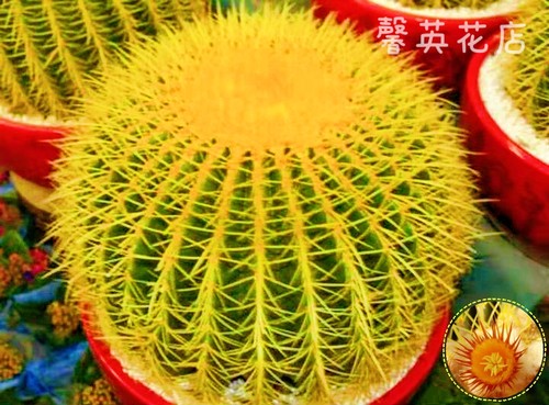 金虎仙人球实生大号高端金琥