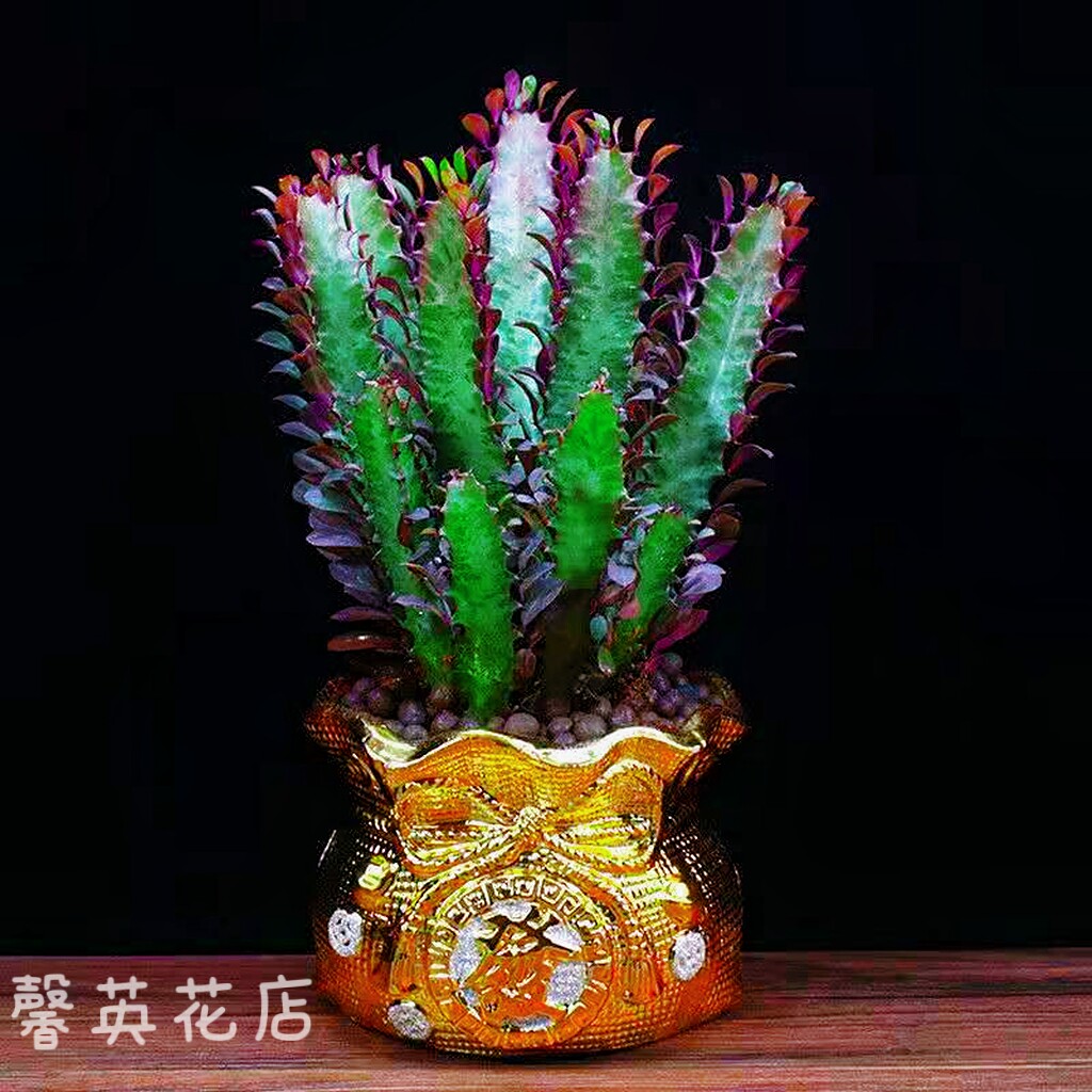 巴西龙骨多肉植物室内盆栽美观