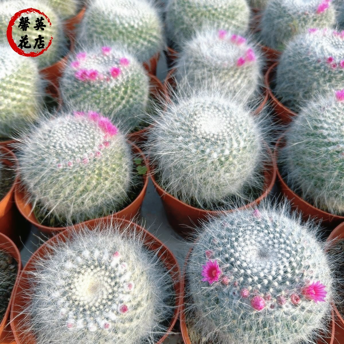 玉翁仙人球长毛雪猿开花稀有