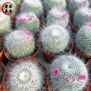 玉翁仙人球大长毛雪猿稀有精品仙人球室内盆栽精品大全开花