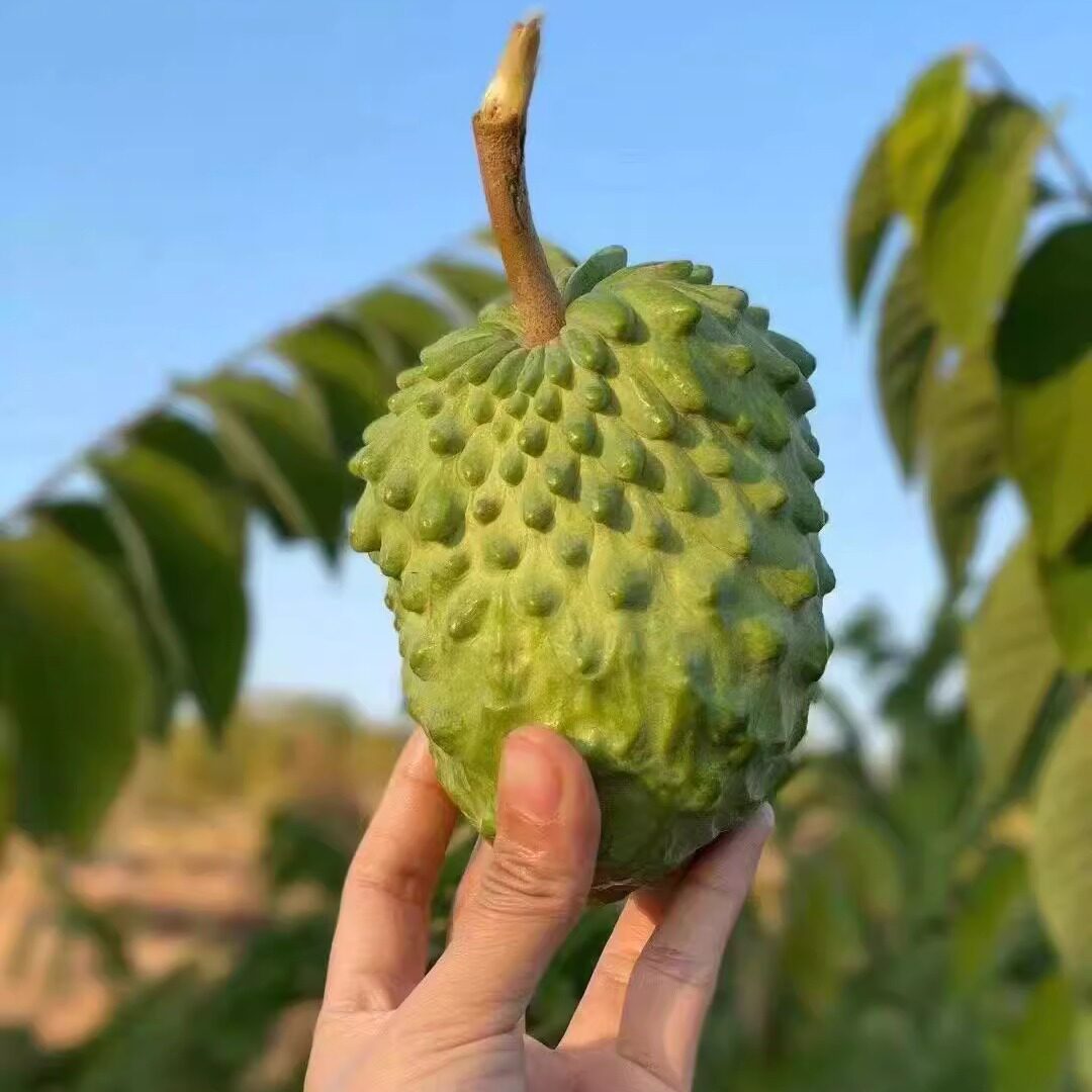 云南西双版纳凤梨释迦果5斤现摘