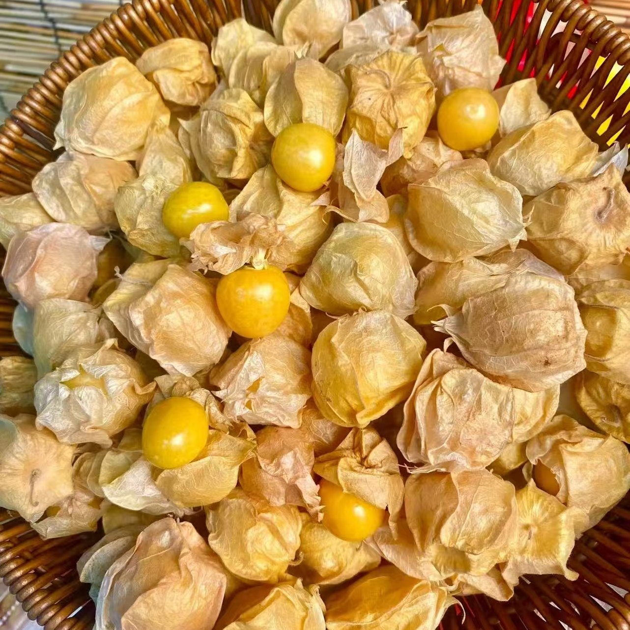 云南西双版纳菇娘果灯笼果当季新鲜水果农家自种现摘脆甜姑娘果