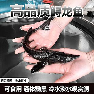 大规格鲟鱼鱼苗易养快大冷水鱼淡水鱼可食用凶猛肉食尖嘴鲟观赏鱼
