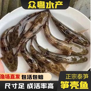 大规格笋壳鱼鱼苗活体易养耐活呆呆鱼泰国沙塘鳢鱼可食用鱼观赏鱼