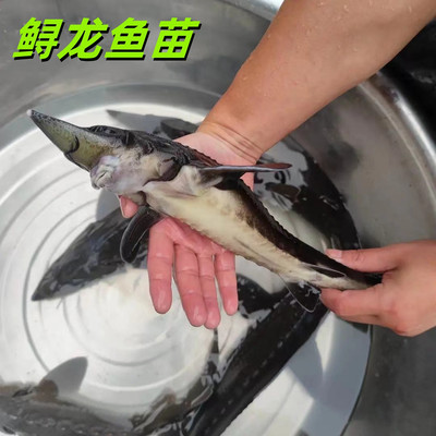 大规格鲟鱼苗冷水养殖小鱼淡水鱼观赏鱼中华鲟龙鱼可食用肉食鱼
