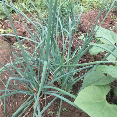 重庆新鲜带叶藠头带苗叫头教头茭头新鲜现挖带叶茭