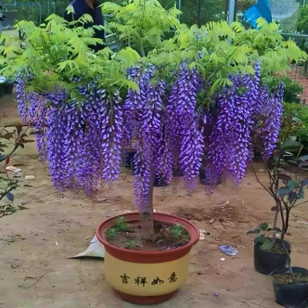 紫藤树苗庭院围墙爬藤植物普罗旺桌面绿植