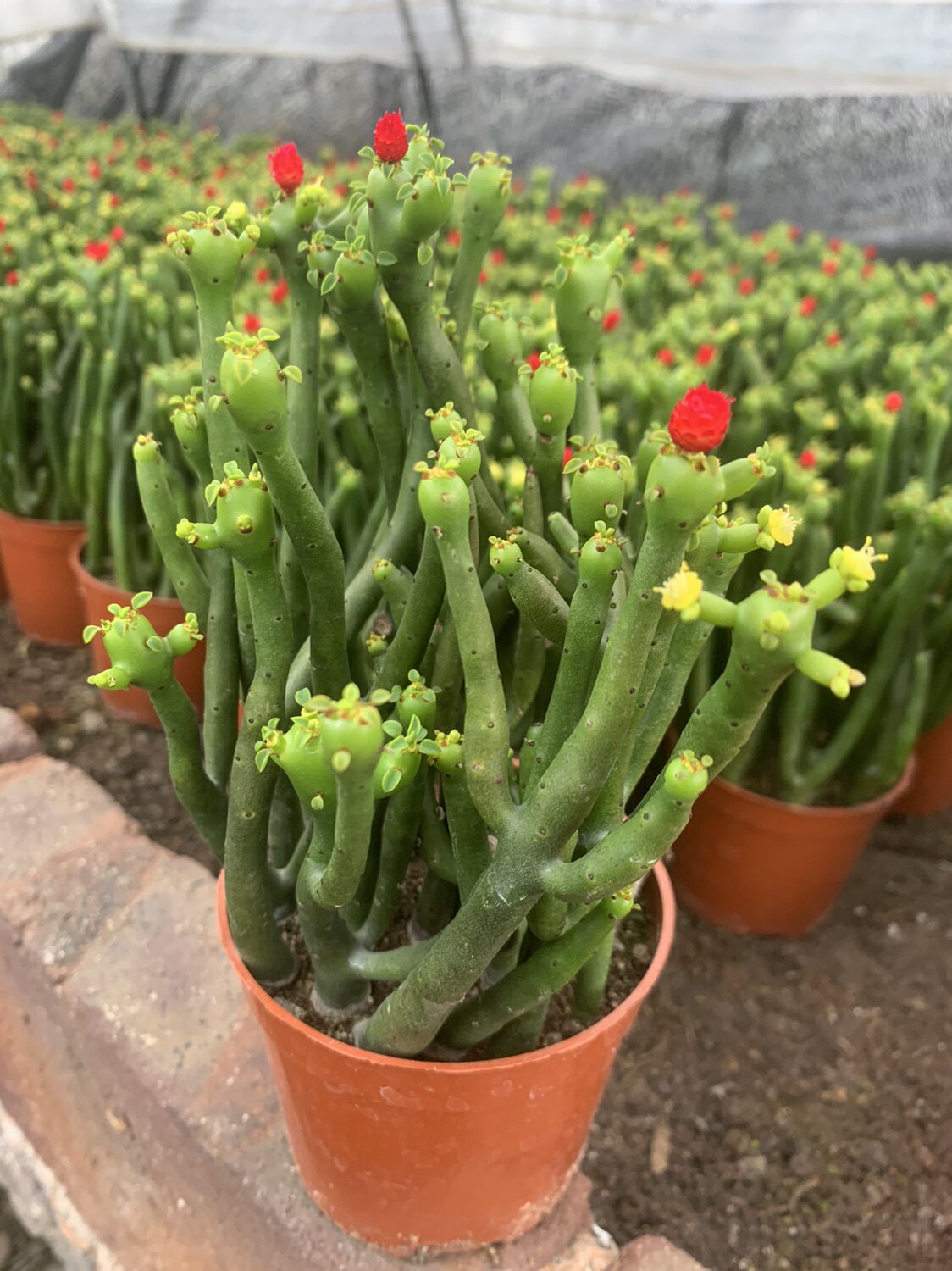 珊瑚树小盆栽可爱多肉植物光树膨珊瑚植物室内桌面四季好养盆栽